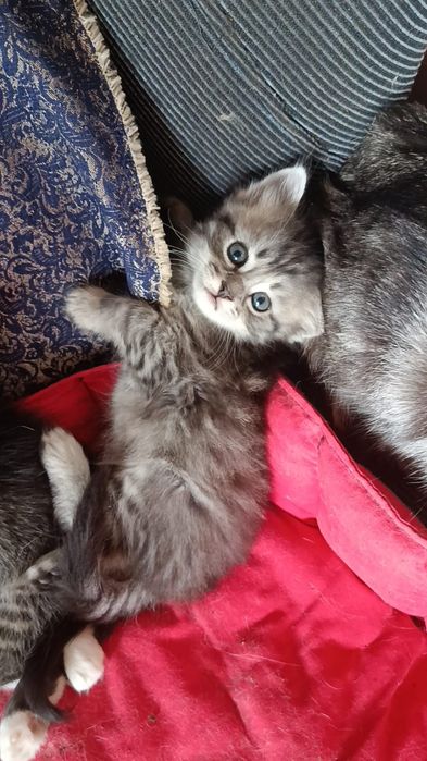 Отдам котят в добрые руки.
