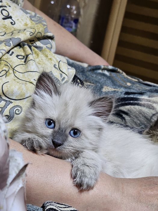 продаются сиамские  котята