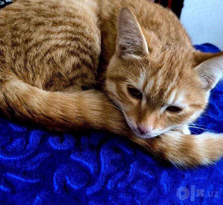 Кошки, коты, котята