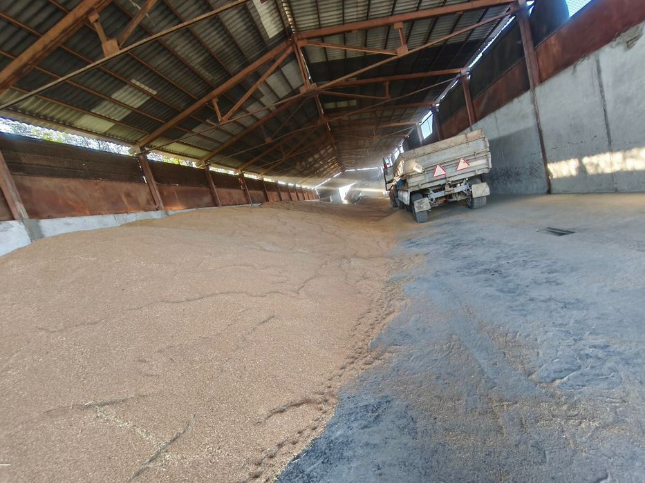 Продавам 10тона пшеница/жито