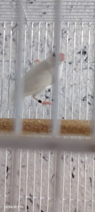 Рисовая амадина сотилади