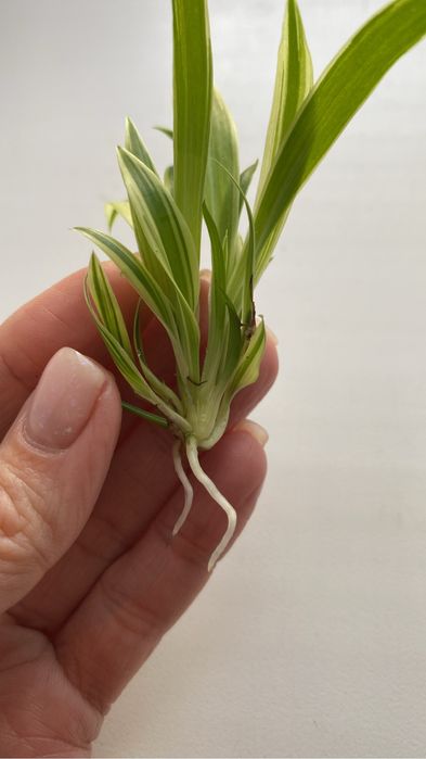 Хлорофитум не укорененный