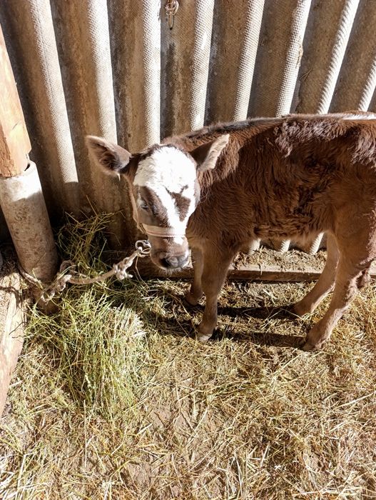 Продам корову с теленком