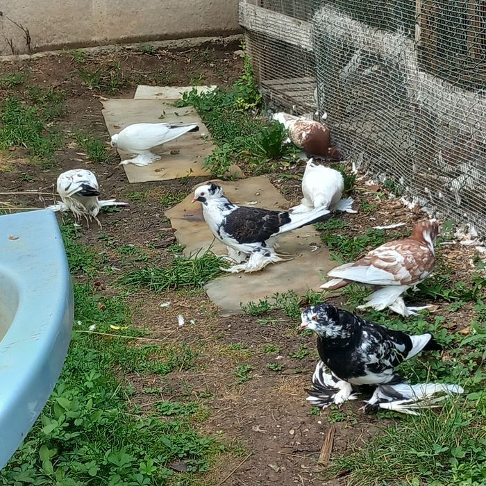 Voliera 2 compartimente porumbei uriasi maghiari