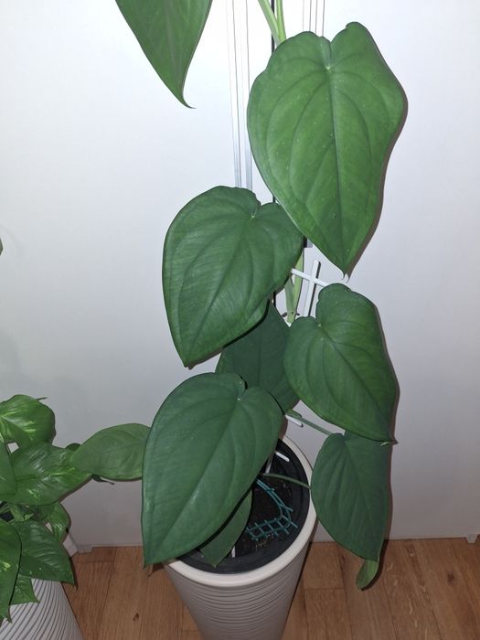 Продам цветы ,в напольных горшках!!!