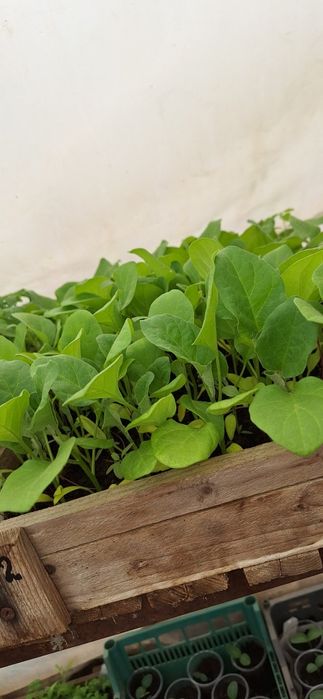 Продам рассаду овощей