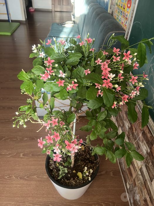 Katta Jasmin Arabica Shtamp guli Арабский Жасмин 110 см