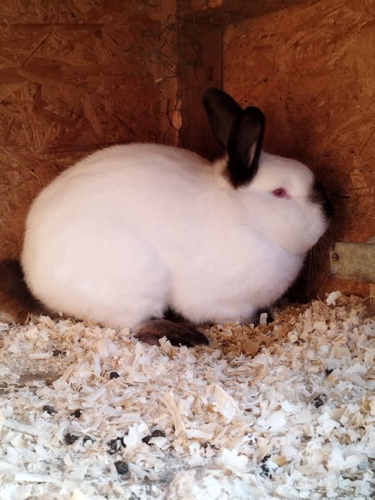 Pereche californian de vânzare