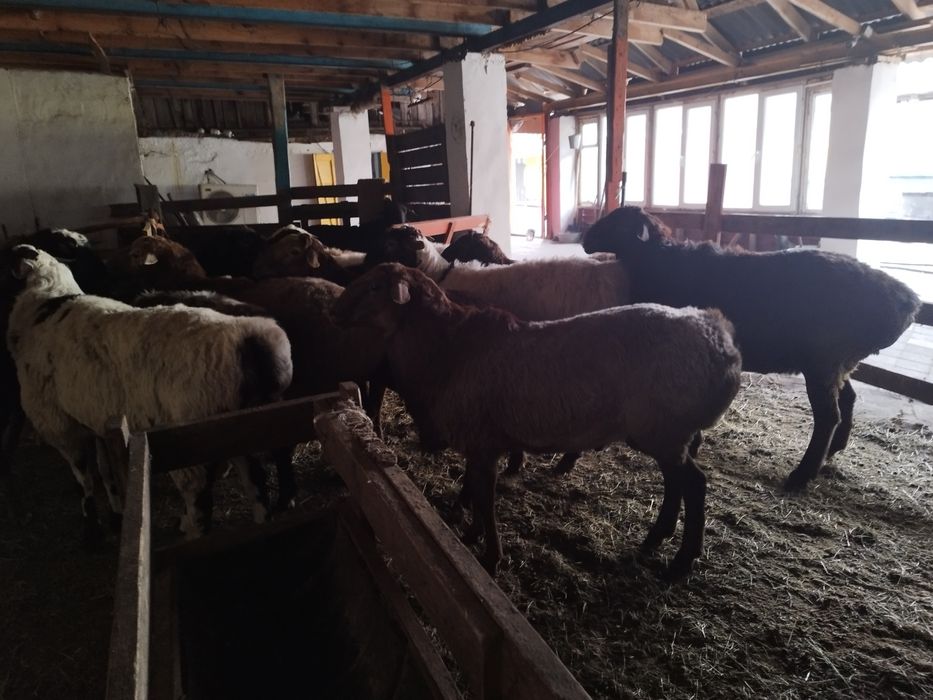 Семіз қойлар сатылымда-Жирные бараны продаются