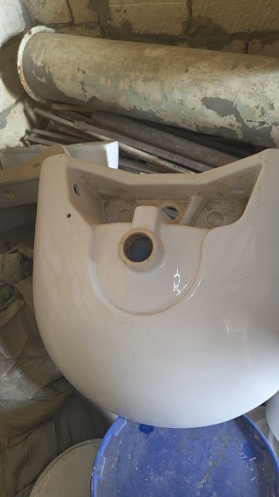 Раковина тюльпан