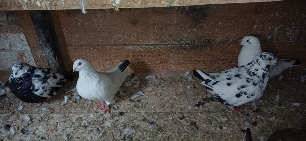 Porumbei de vânzare