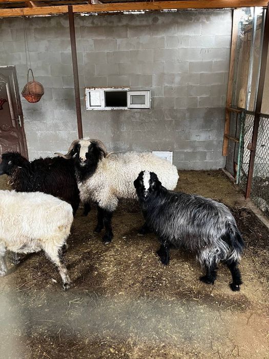 Үй жағдайында бағылған, ауру-сырқаусыз қошқар.
Тұқымы жақсы, өсімге де