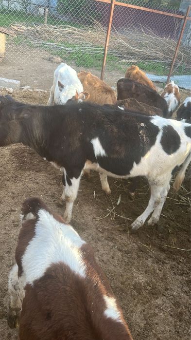 Продам срочно телят