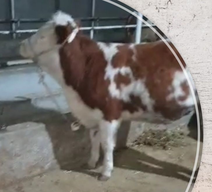 Simmental g‘unojin sotiladi