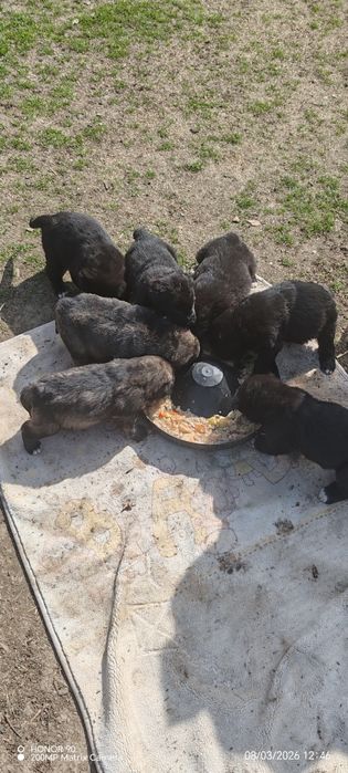 Ciobanesc corb romanesc