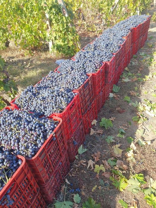 „Începând cu data de 05.09.2026 începem culesul și livrarea strugurilor de vin direct din viile noastre.”