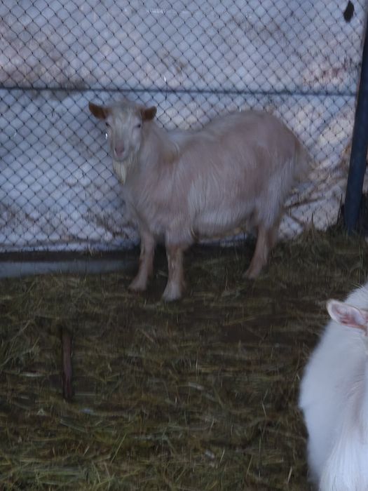 Vând  rațe si țap