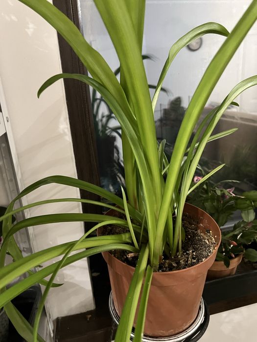 Цветы комнатные, есть разные пишите в личку