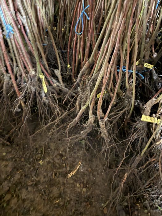 Trandafiri Pomișor EN-GROS (nu trimitem prin curier)