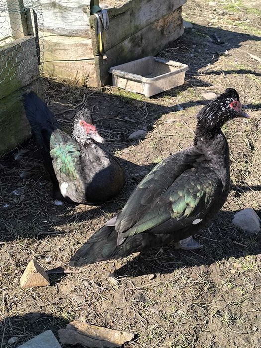 rate de vanzare rasa mute, lesesti