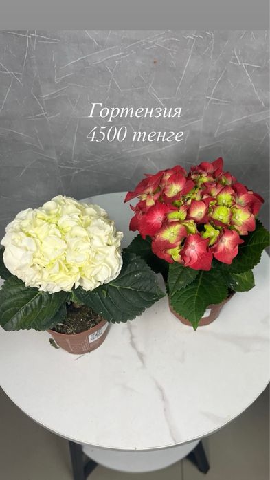Продам комнатный растения