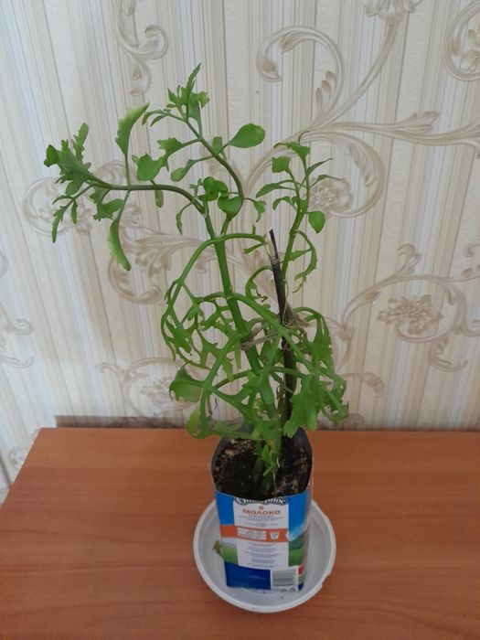 Платицериум обменяю