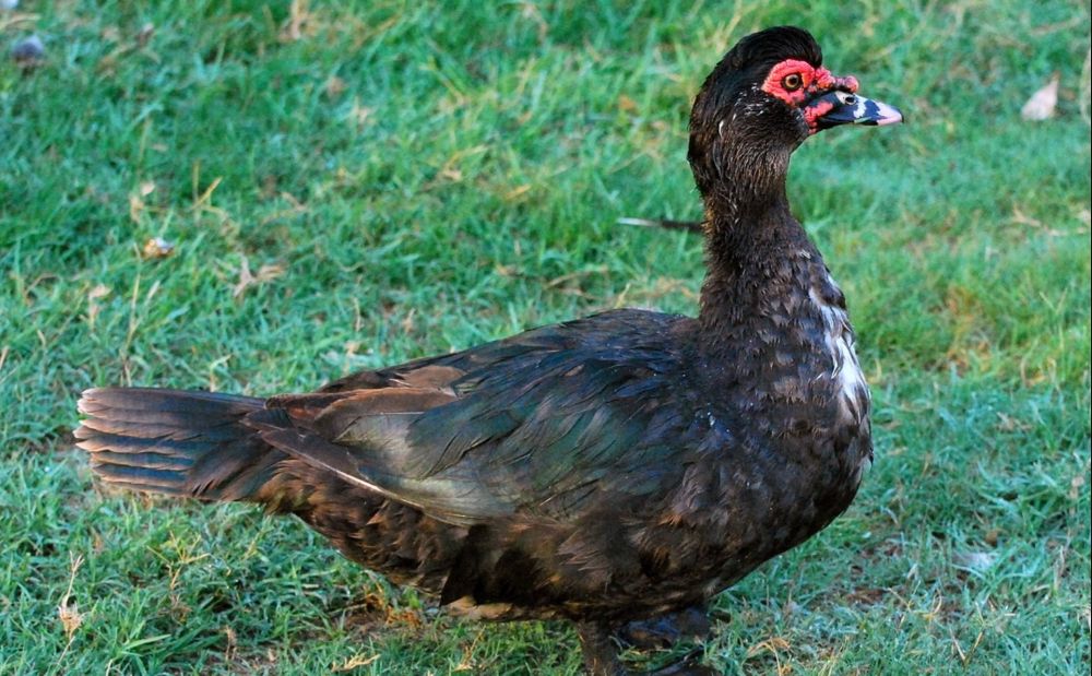 Продам Утки взрослые,молодые