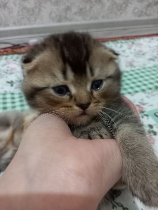 Scottish FOLD  1 oylik toza qon