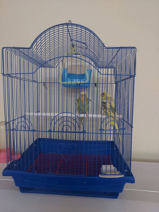 Хогаромы пара ангелов