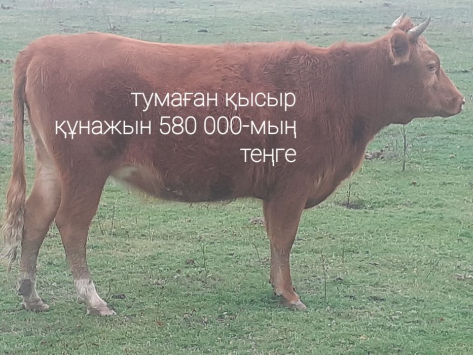 12-бас бар саттық бір бұзаумен қосқанда