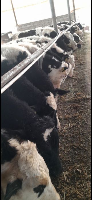 Чорни пиостра расиски букалар