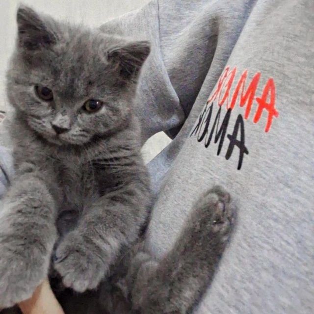 Pishik sotiladi parodniy