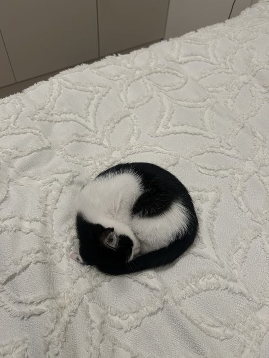 Отдам котенка вместе с вещами