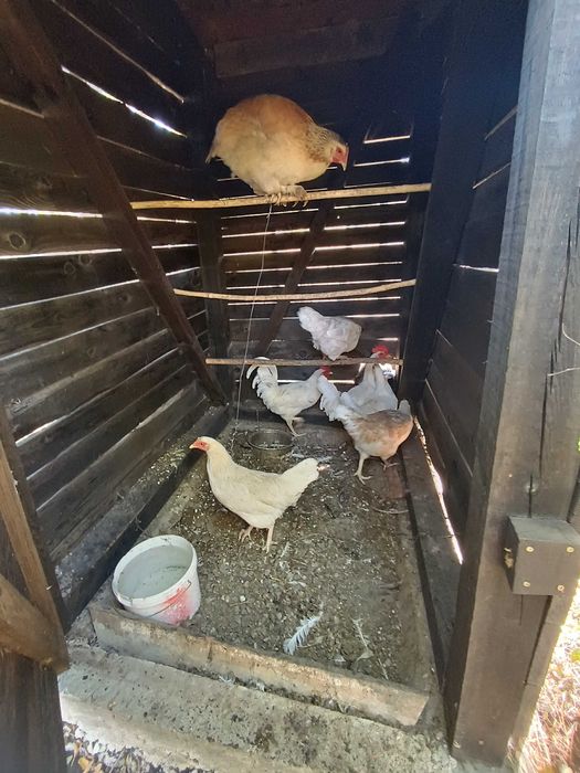 Продавам кокошки изгодно