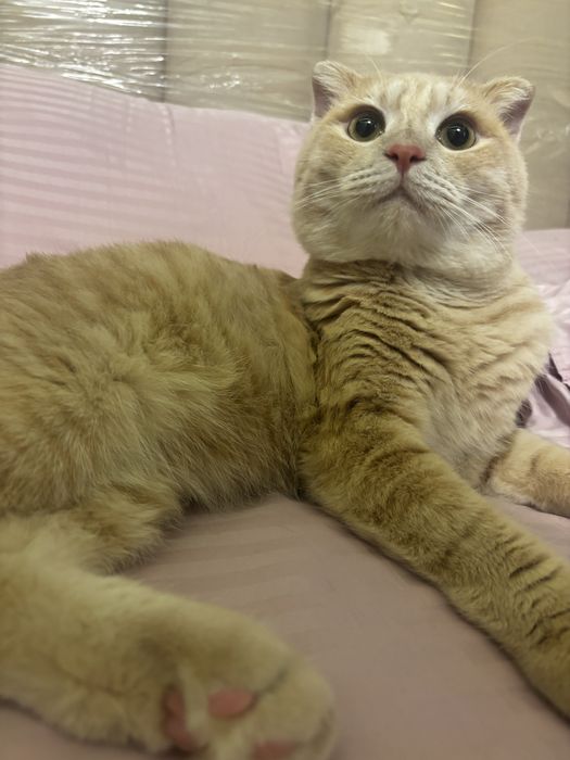 Вязка бесплатно двум котам