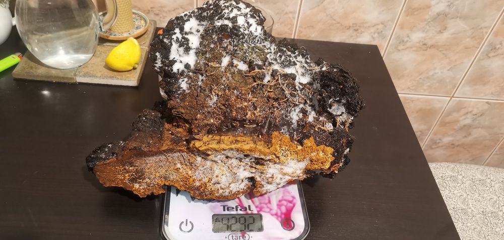 Chaga - Inonotus obliquus