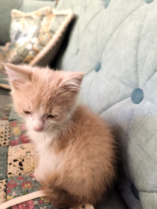 Домашний котёнок