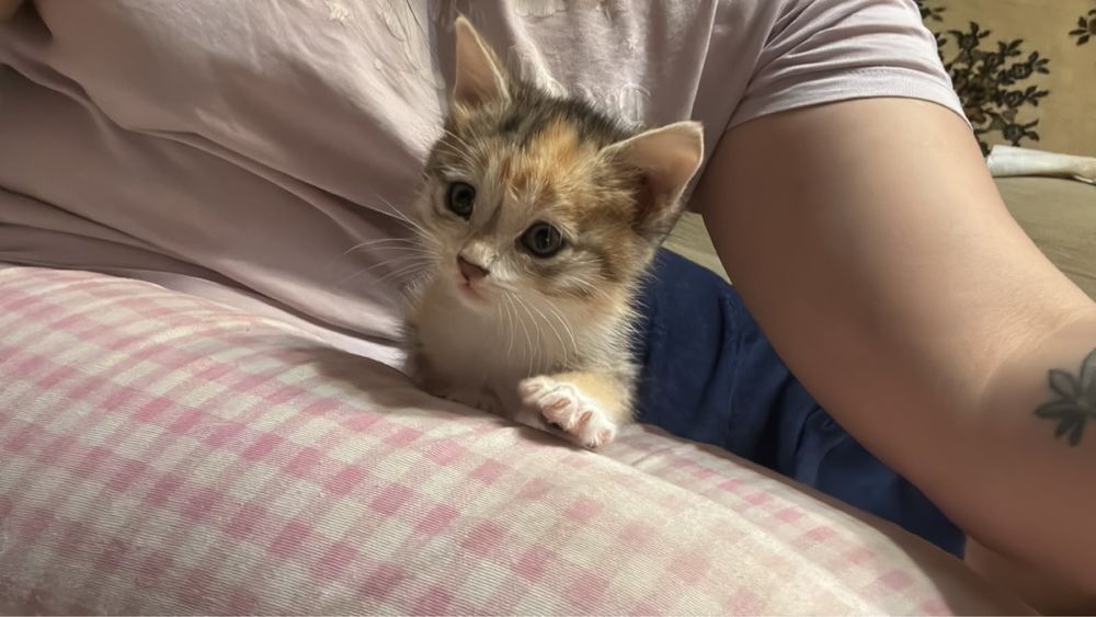 Отдам маленького котенка
