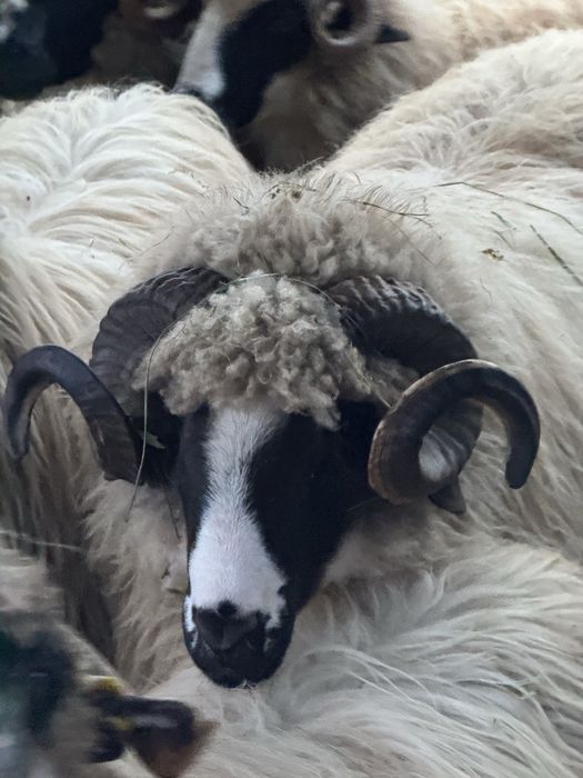 Vand berbec mior breaz