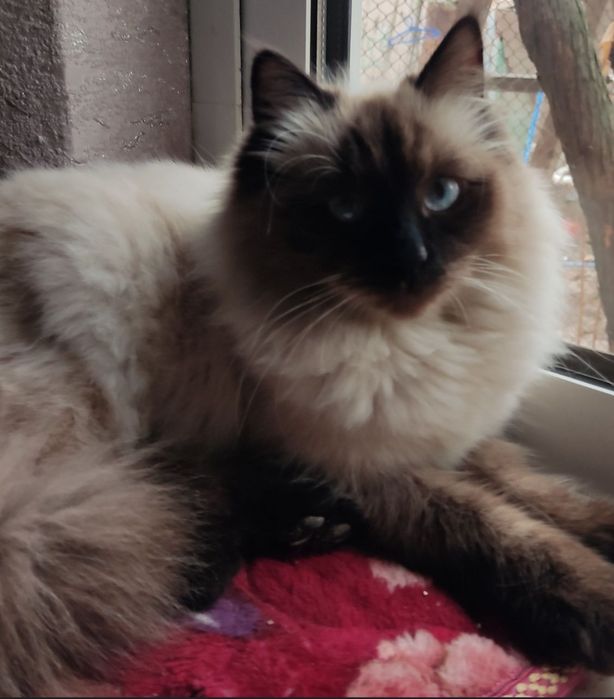 Продается котенок Породы Балинез