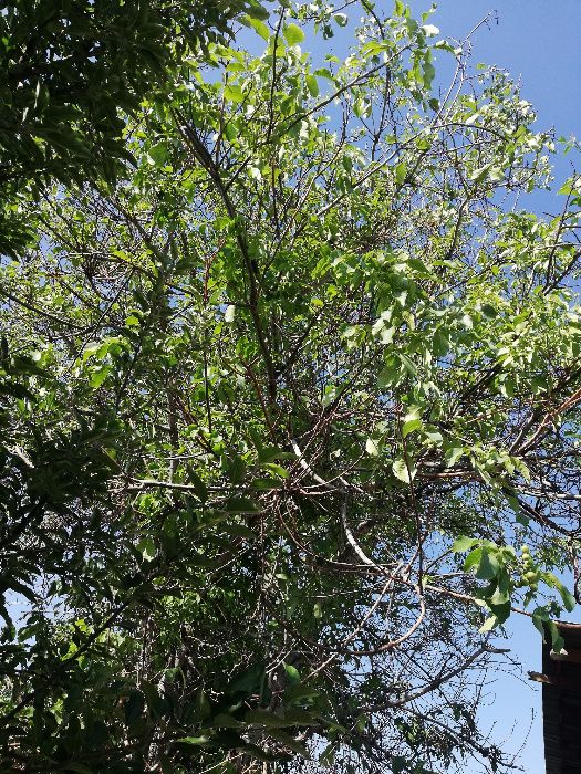 Продам дерево орех под спил