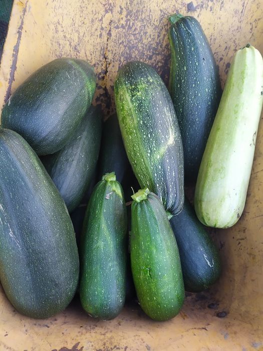 Продам дачную фасоль