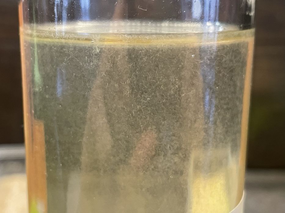 Creveti Blue Dream (Neocaridina davidi) / Melci asasini / Hrana vie