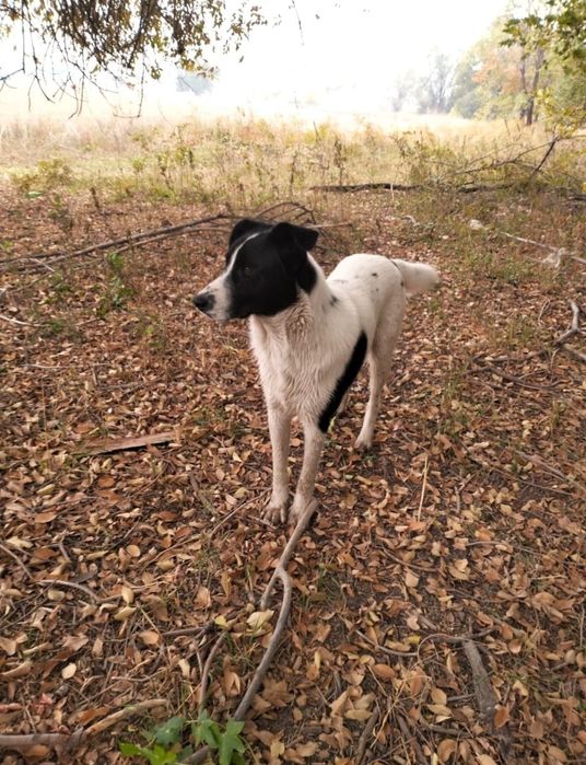 Собака помесь с алабаем ищет дом!