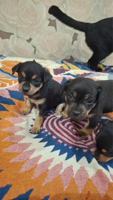 Щеночки той терьера