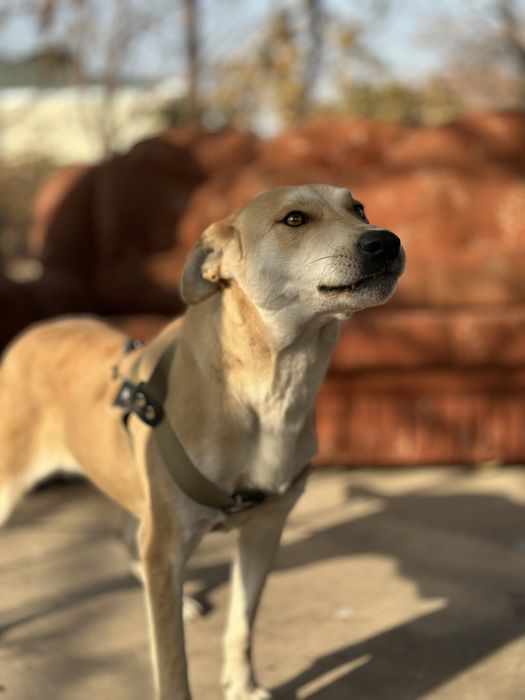 Лесси. Ищет семью очент добрая собака