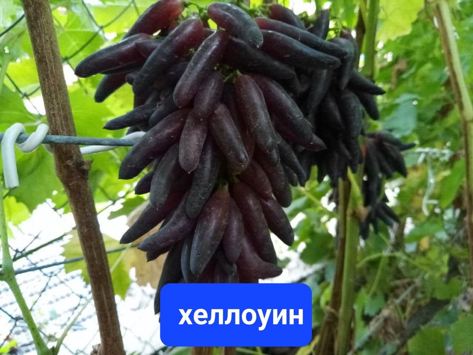 Сортовые Саженцы винограда Семей