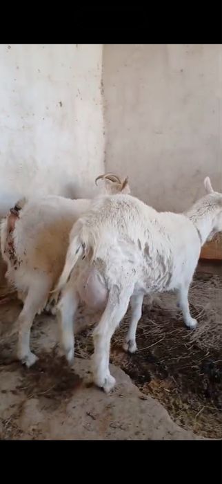 Занен ешкі сатылады