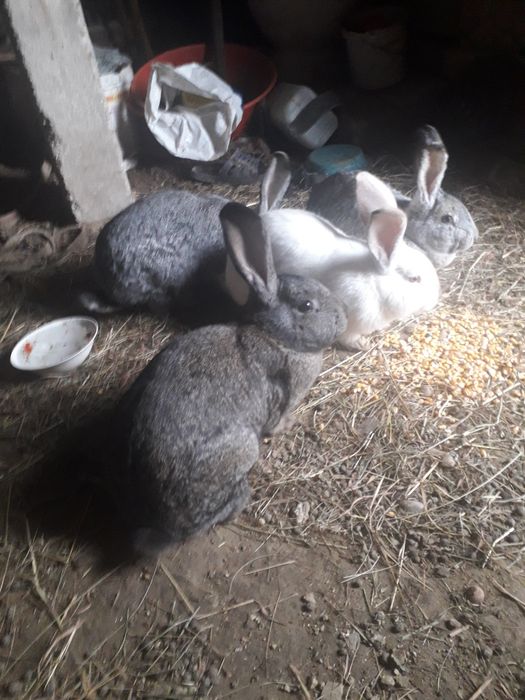 Iepuri belgieni de vanzare