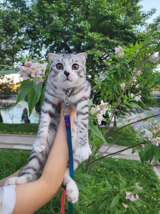 Отдаеться бесплатно